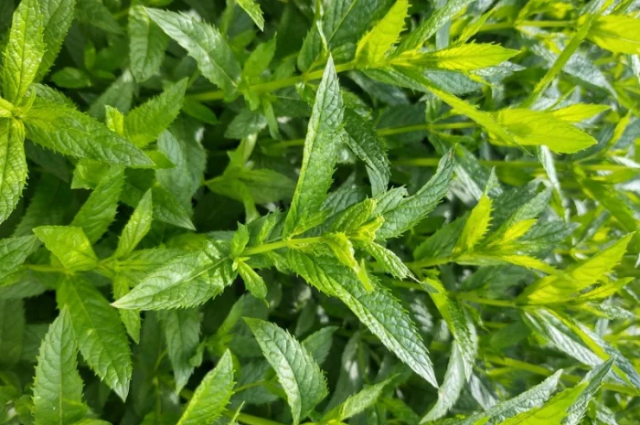 Продам мяту свіжу- фото № 1