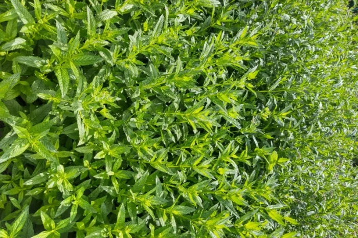 Продам мяту свіжу- фото № 2