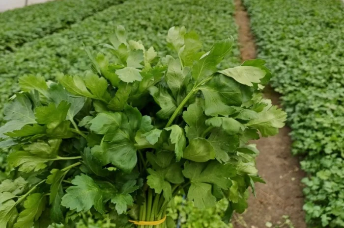 Продам петрушку листову- фото № 1