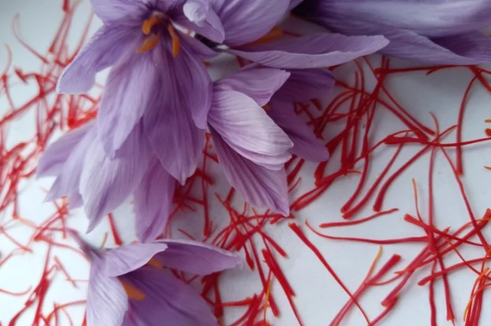 Продам Шафран Український- фото № 2