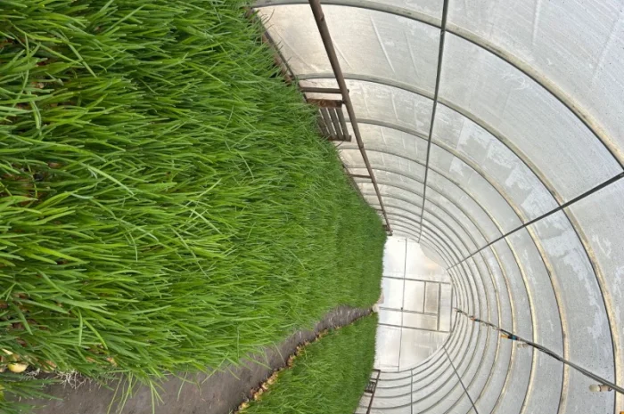 Продам зелене перо цибулі- фото № 1