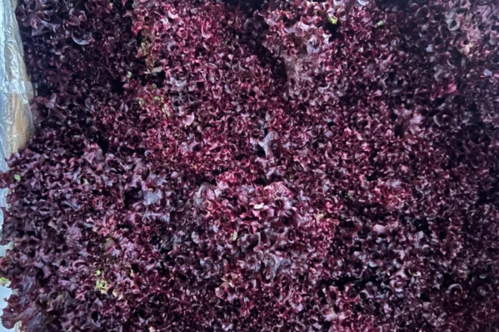 Зелень свіжа Кріп Петрушка та інше- фото № 2