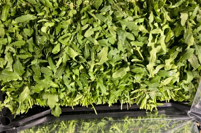 Зелень свіжа Кріп Петрушка та інше- фото № 3