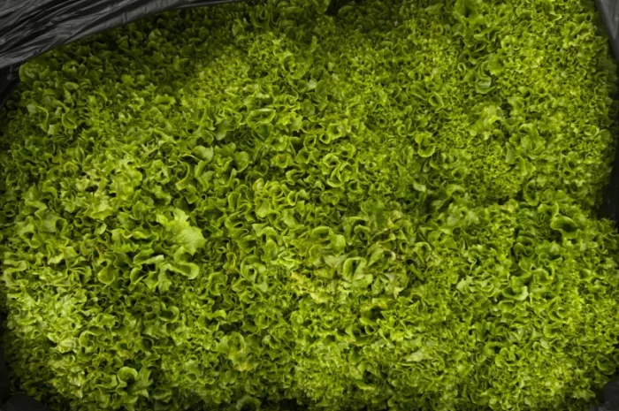 Зелень свіжа Кріп Петрушка та інше- фото № 5