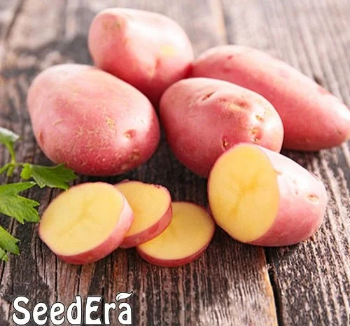 Насіння картоплі Діва (насіння)- фото № 1