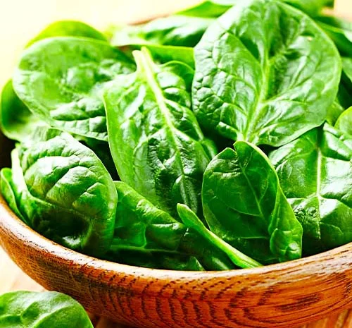 Шпинат Зима Блумсдейла- фото № 1