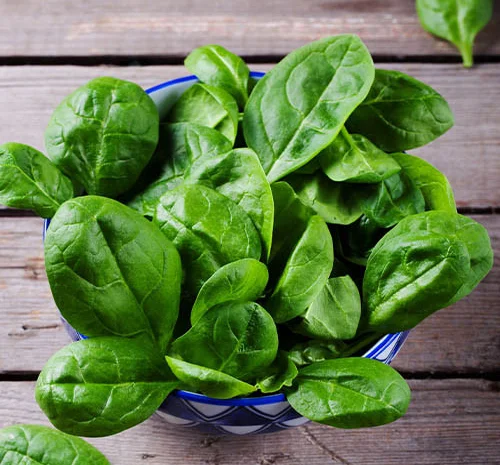 Шпинат середньостиглий Матадор 10г (насіння)- фото № 1