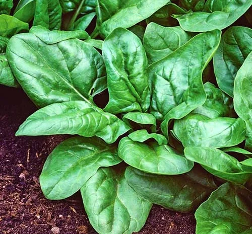 Шпинат Матадор (насіння)- фото № 1