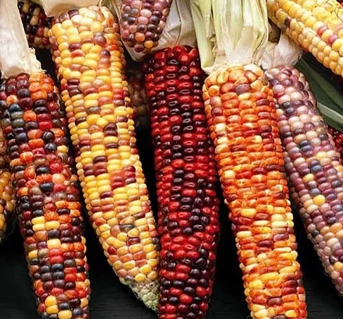 Кукуруза декоративная Амеро (насіння)- фото № 1