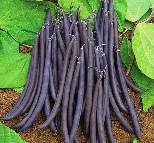 Квасоля Спаржа Блаухільде пакет гiгант (насіння)- фото № 1