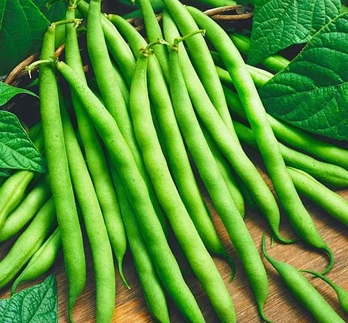 Квасоля Серенгеті (насіння)- фото № 1