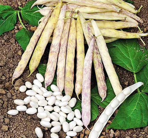 Квасоля Кущова Мавка пакет гiгант (насіння)- фото № 1