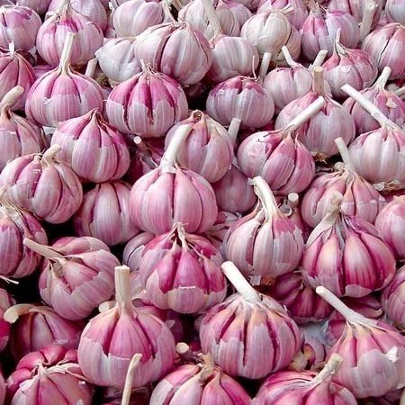 Часник Casablanca (цибулини)- фото № 1