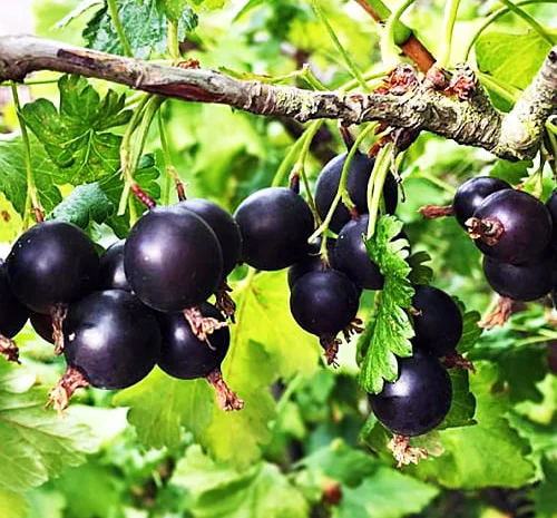 Йошта (саджанці)- фото № 1