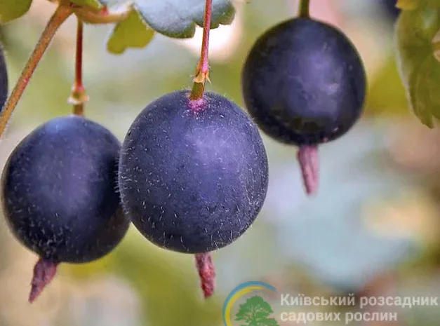 Йошта сорт Крону- фото № 1