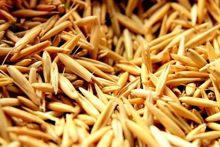 Овес ярий 1кг- фото № 1