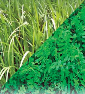 Насіння Вико вівсяна суміш 1кг- фото № 1