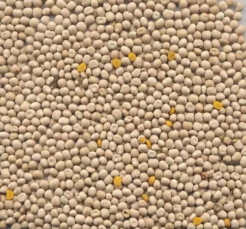 Люпин на сидерат 1кг - добре накопичує азот- фото № 1