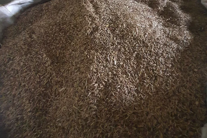 Суміш №4 вико овес + Гірчиця + Люпин+ фацелія 1кг- фото № 1