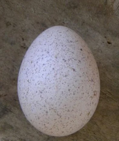 Инкубационное яйцо индюков БИГ-6- фото № 1