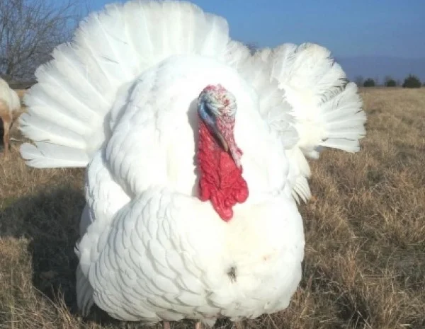 Інкубаційні яйця індика БІГ 6- фото № 1