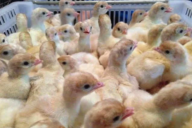 Інкубаційне яйце індика Хайбрид Конвертер- фото № 1