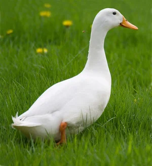 Інкубаційні яйця гусака породи Легарт Данська- фото № 1