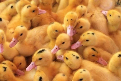 Інкубаційні яйця Муларда- фото № 1