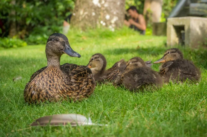 Інкубаційні яйця качки Стар 53- фото № 1
