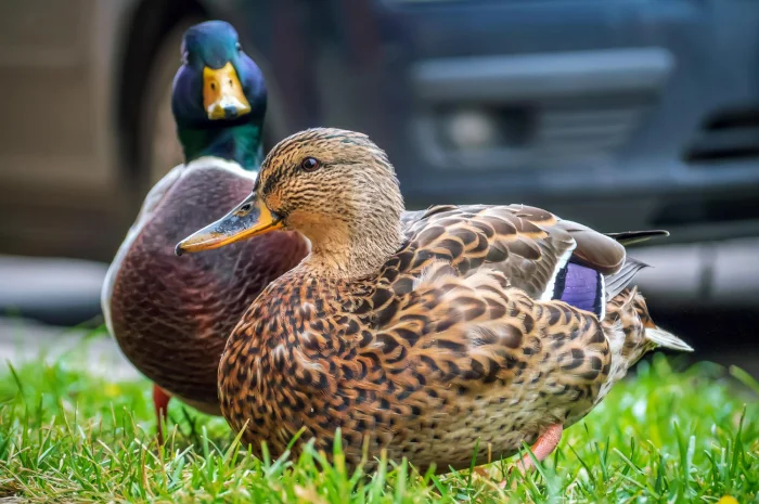 Інкубаційні яйця качки Мулара (Франція)- фото № 1