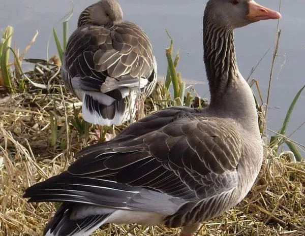 Інкубаційні яйця гусака породи Великий Сірий- фото № 1