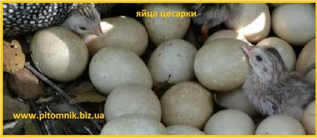 Інкубаційні яйця цісарки сіро-крапчастої- фото № 1