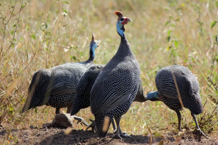Яйця цесарок- фото № 1