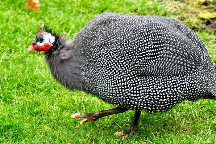 Інкубаційні яйця цесарок- фото № 1