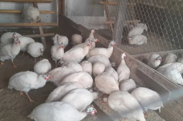 Інкубаційні яйця цесарок- фото № 1