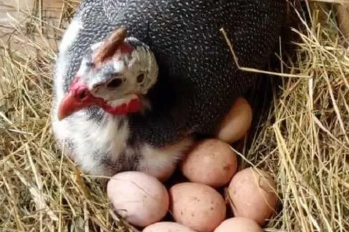 Столовые цесаринные яйца. Харчові яйця- фото № 1