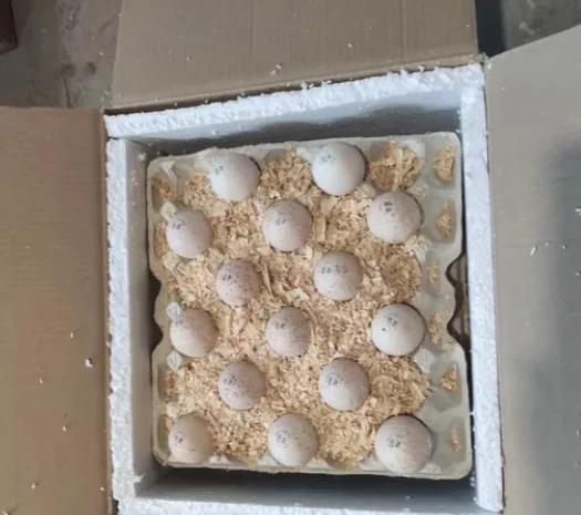 Инкубационные яйца индюка маркерованые Венгрия- фото № 1