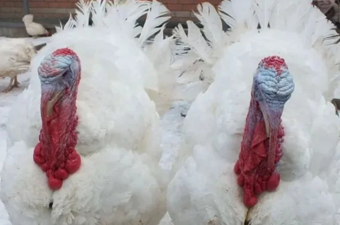 Інкубаційні яйця індика- фото № 1