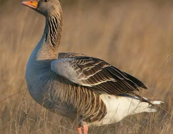 Гусь серый- фото № 1