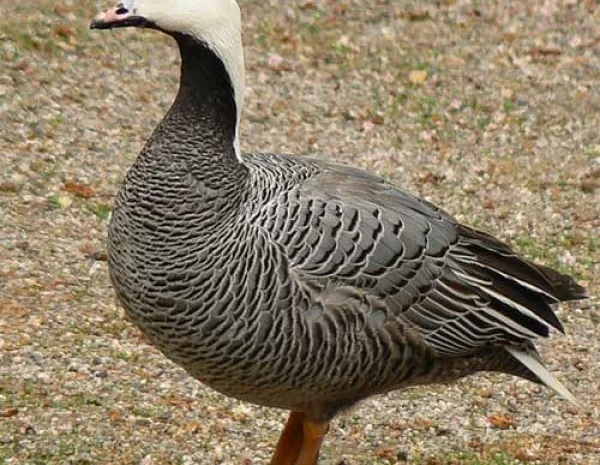Гусь белошей- фото № 1