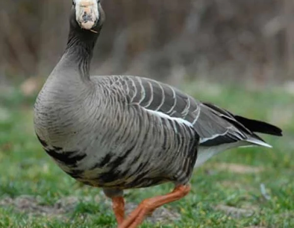 Гусь белолобый- фото № 1