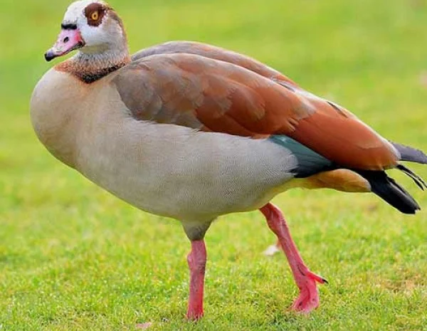 Гусь нильский- фото № 1