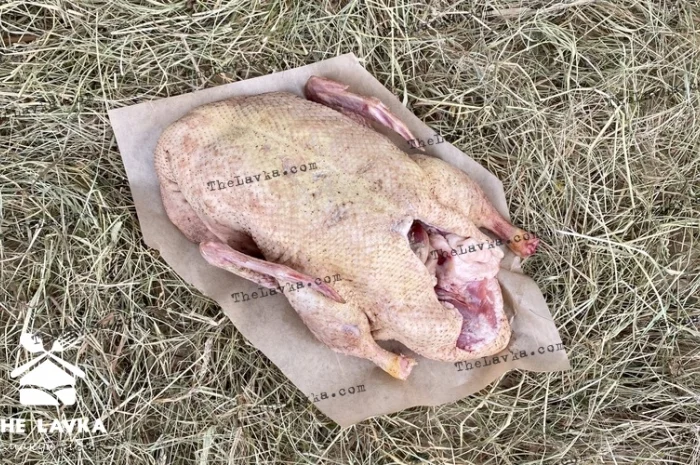 Качка домашня- фото № 1