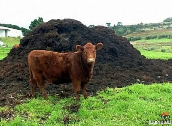 Навоз коровий, конский, удобрение- фото № 1