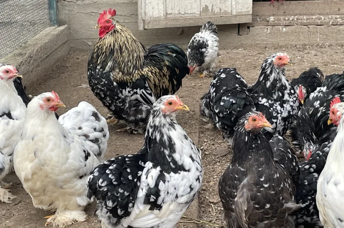 Кури карликові кохенхіни- фото № 1