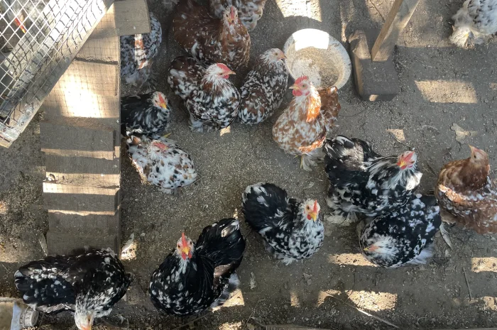 Кури карликові кохенхіни- фото № 3