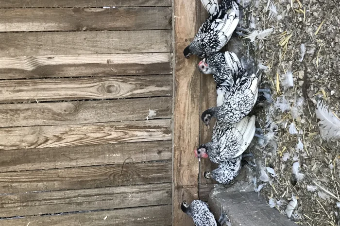 Кури сібрайти- фото № 1