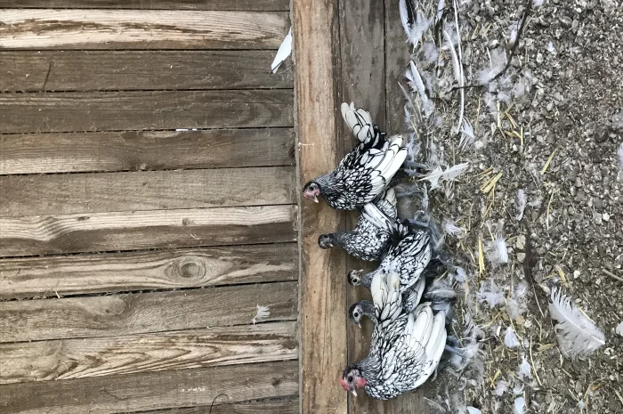 Кури сібрайти- фото № 2