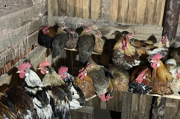 Кури бентамки- фото № 1