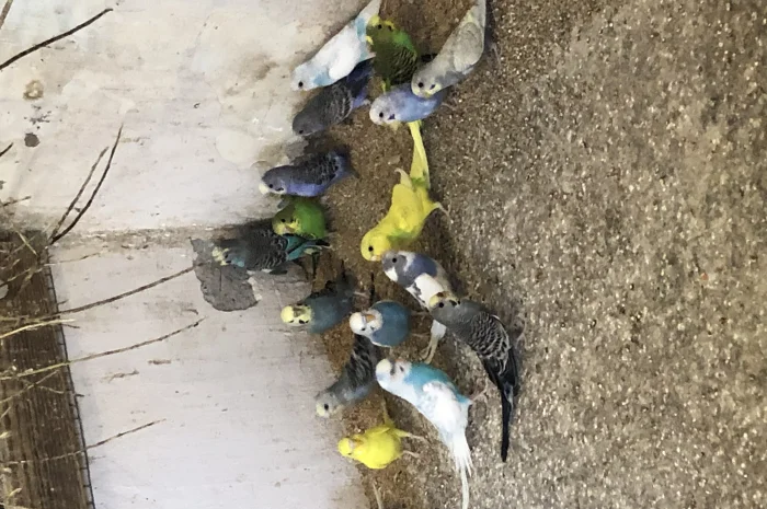 Хвилясті папуги- фото № 2